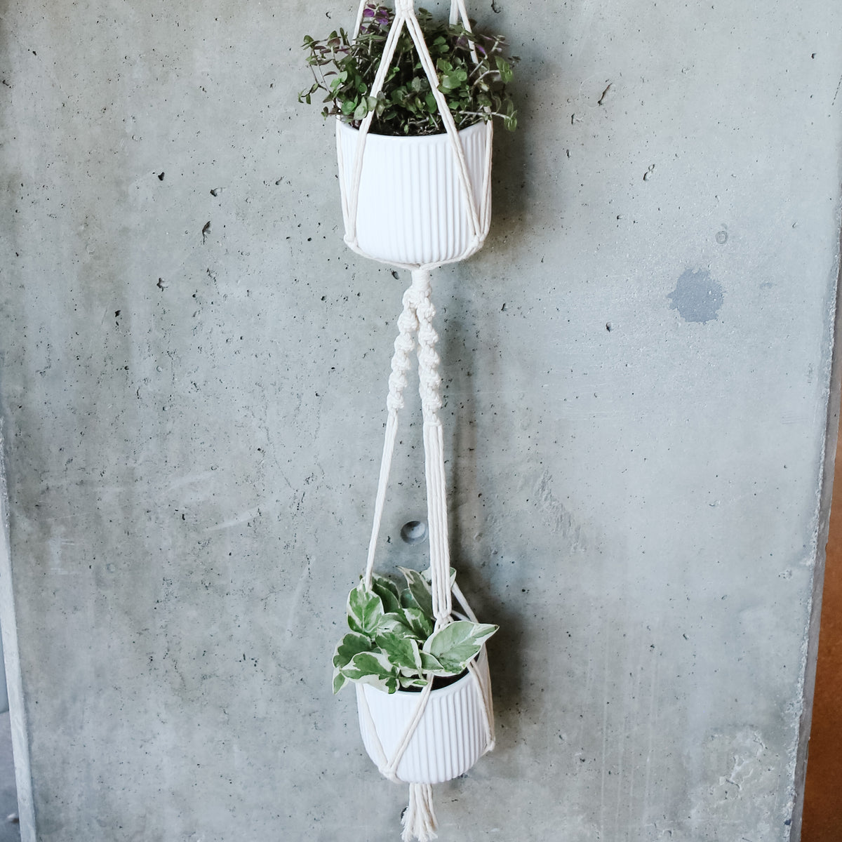 Double Plant Macrame Hanger – VI Plant Shop