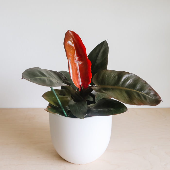philodendron red cardinal Philodendron 'Black Cardinal' – VI Plant Shop