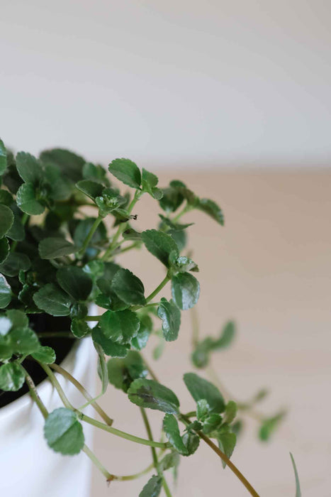 Pilea Depressa