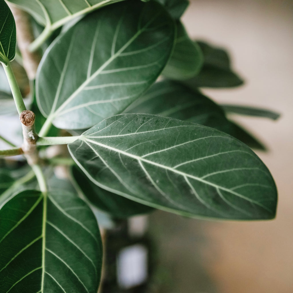 ficus audrey montreal Ficus Audrey – VI Plant Shop