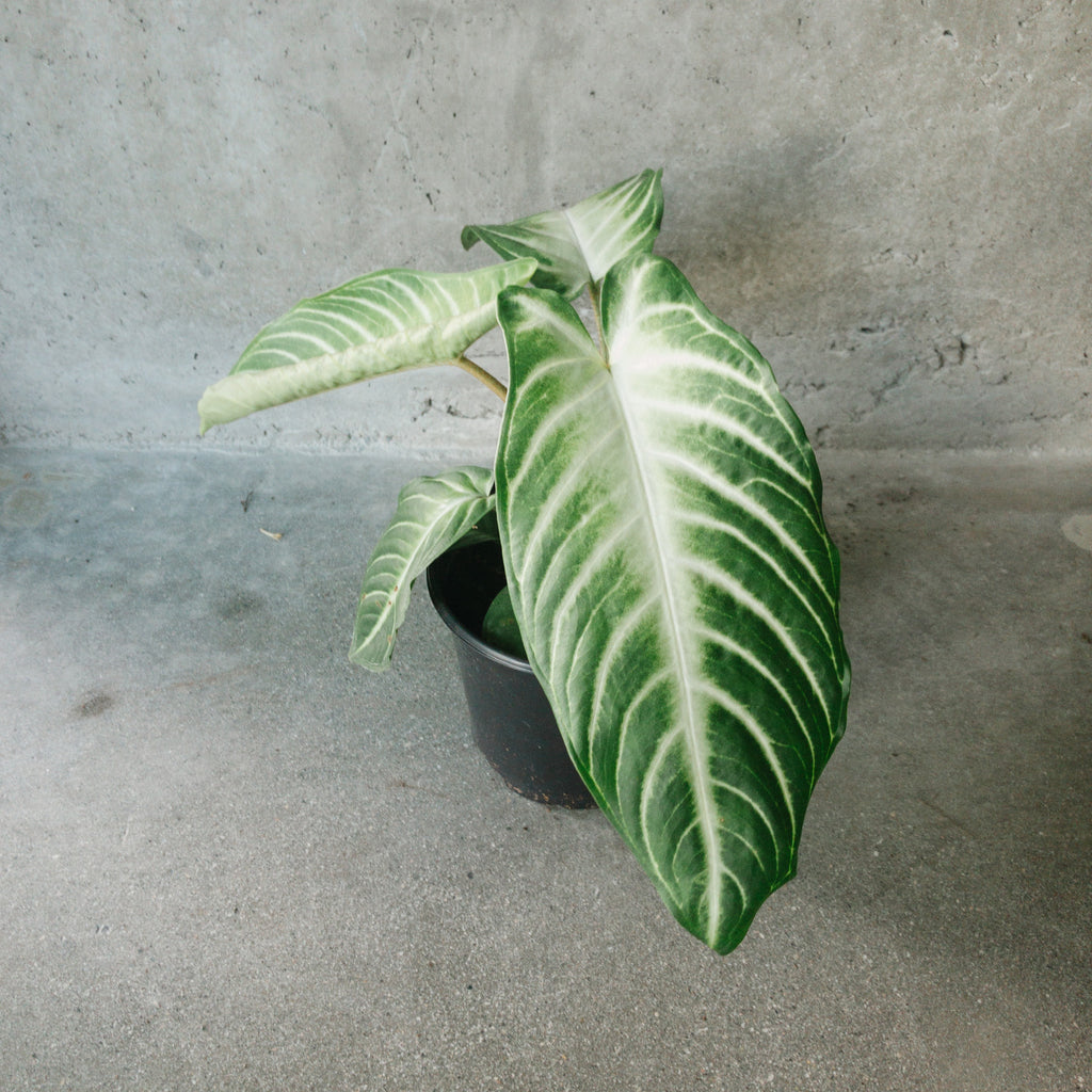 philodendron caladium Caladium Magnificent – VI Plant Shop
