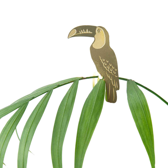 Toucan Plant Animal