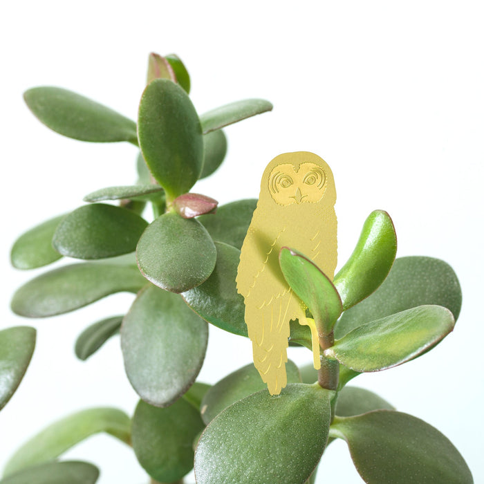Owl Plant Animal