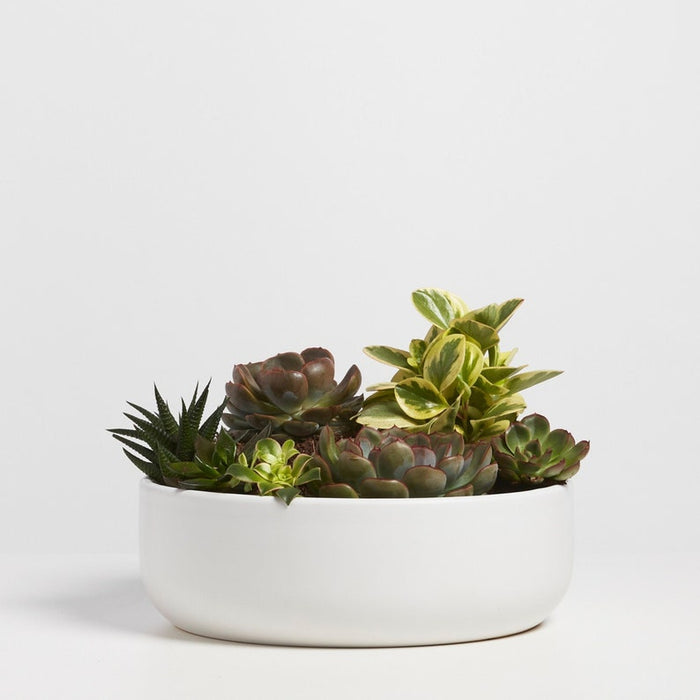 White Ceramic Bowl Planter