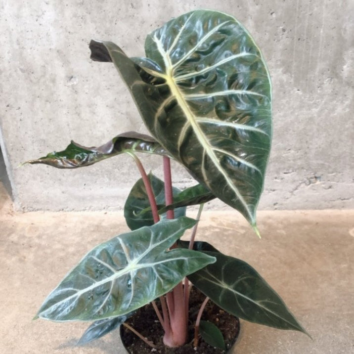 Alocasia Pink Princess