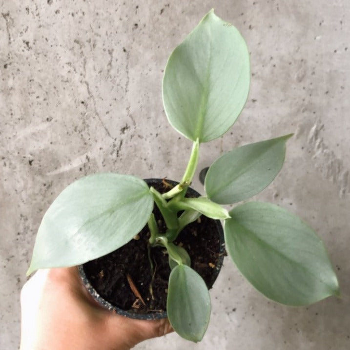 philodendron silver spirit Philodendron Silver Sword – VI Plant Shop