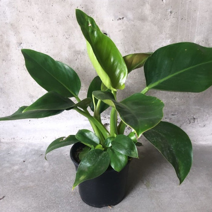 Philodendron Rojo Congo