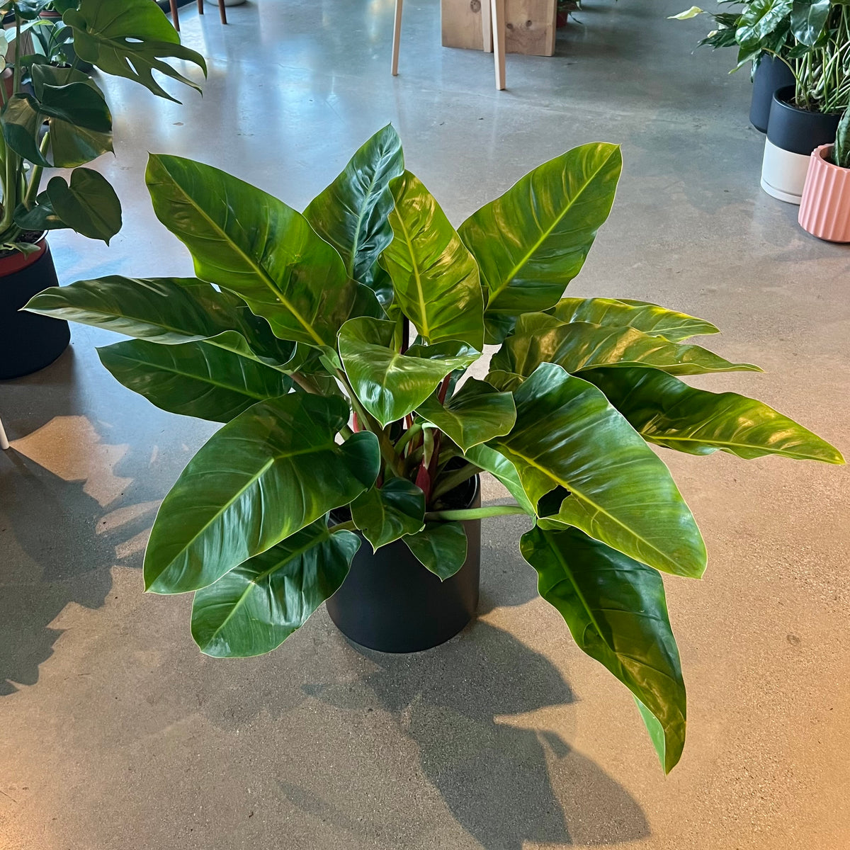 congo philodendron imperial green Philodendron Green Congo – VI Plant Shop