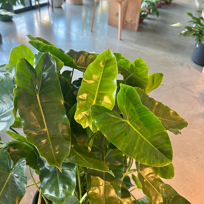 Philodendron Burle Marx