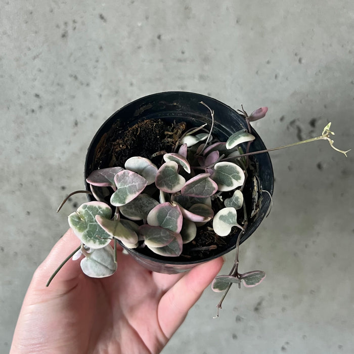 Variegated String of Hearts