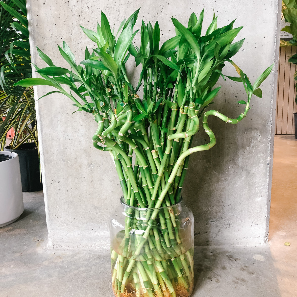 lucky bamboo wrinkled stem Lucky Bamboo Stems – VI Plant Shop