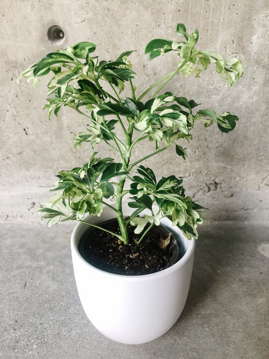 schefflera arboricola janine Schefflera Janine – VI Plant Shop