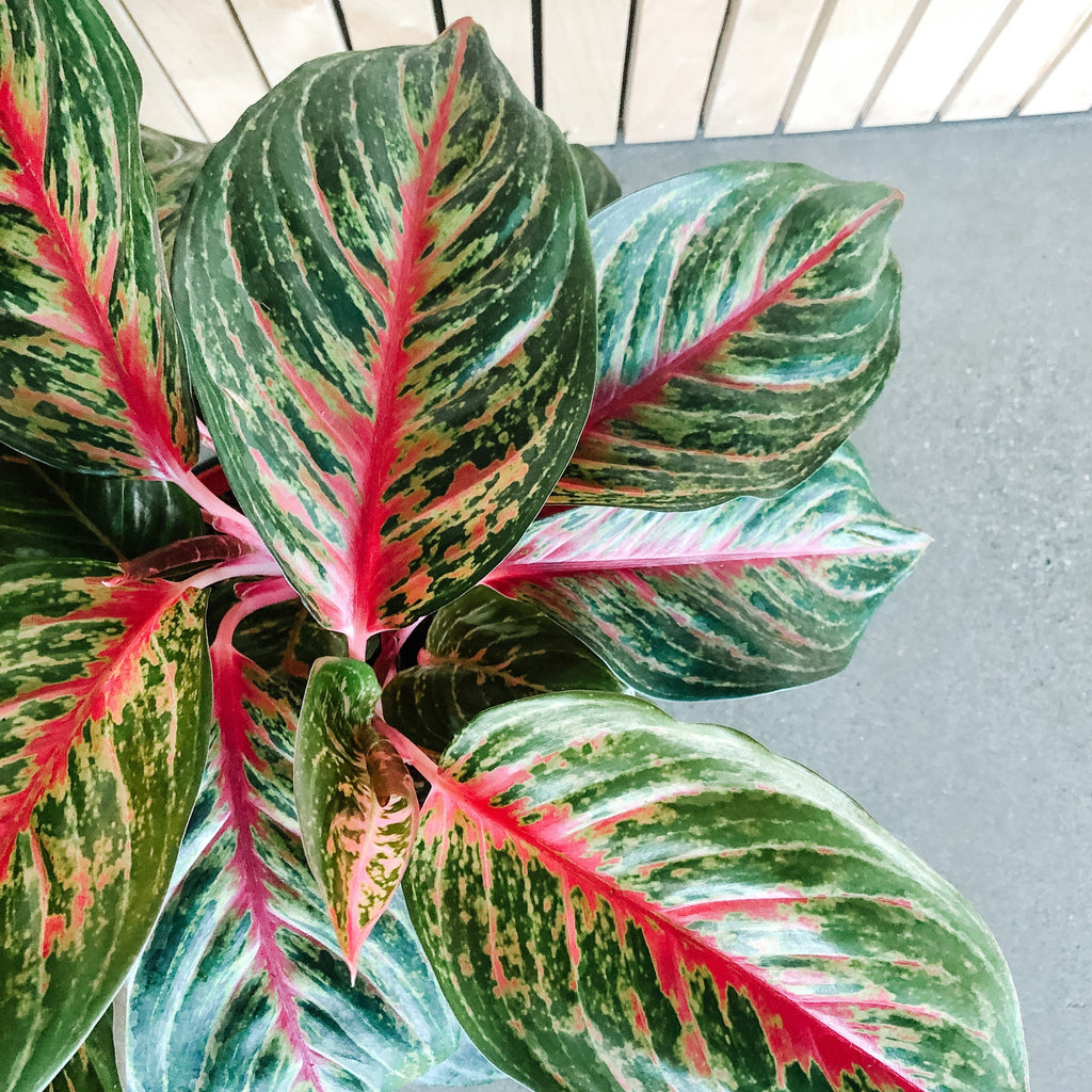 aglaonema red emerald plant Aglaonema Red Emerald – VI Plant Shop