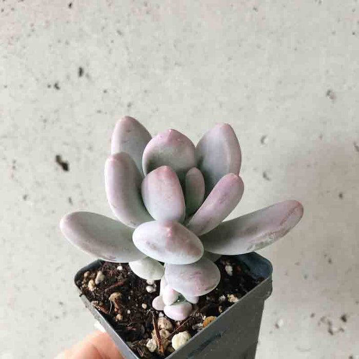 crested moonstone succulent Moonstone Succulent – VI Plant Shop