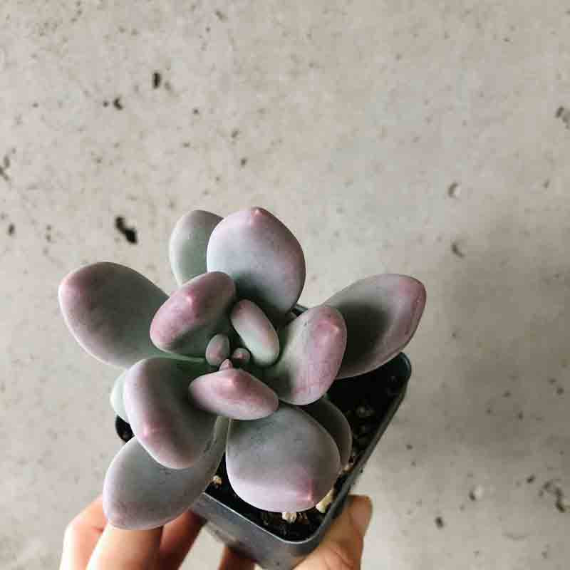 types of moonstone succulents Moonstone Succulent – VI Plant Shop