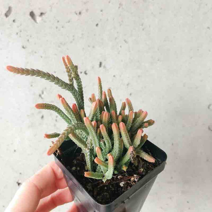 succulent princess pine Crassula Princess Pine – VI Plant Shop