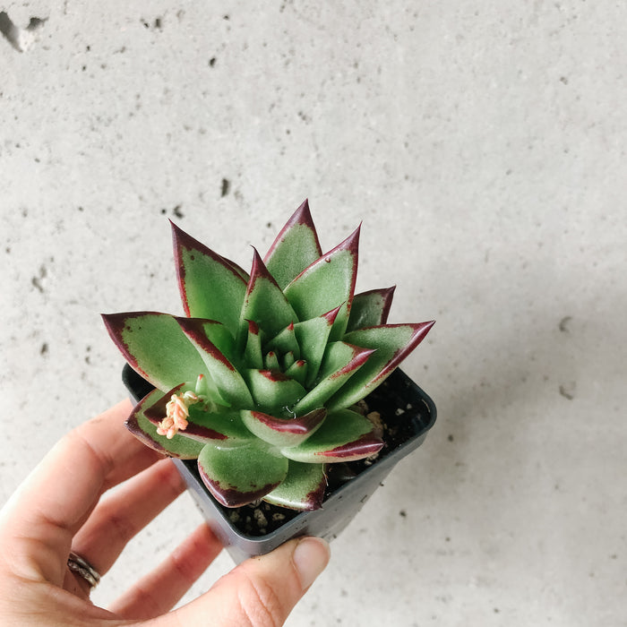 Echeveria Ebony