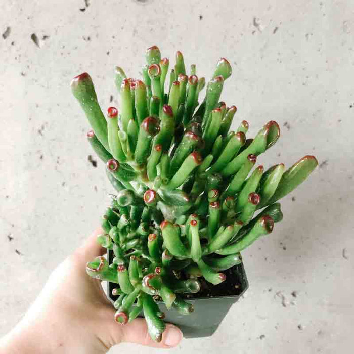 Jade (Crassula)