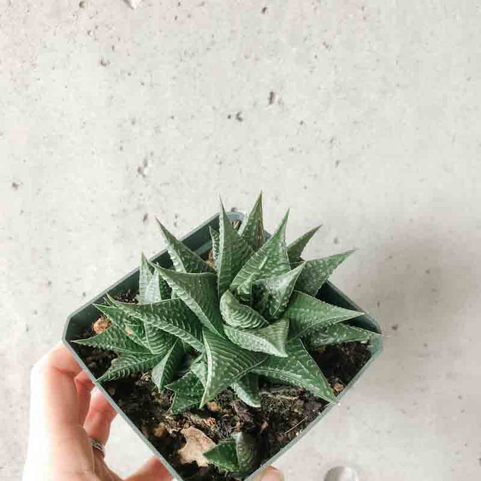 Haworthia limifolia