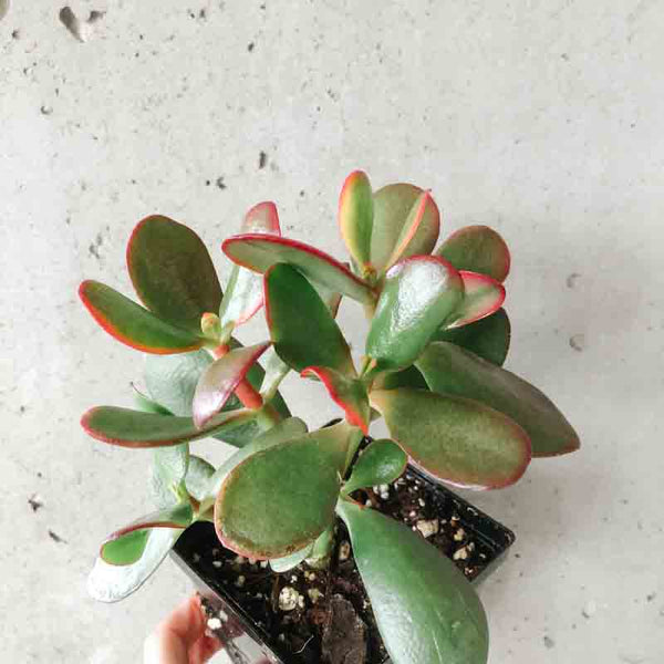 jade plant red underside Crassula Ovata 'Sunset' – VI Plant Shop