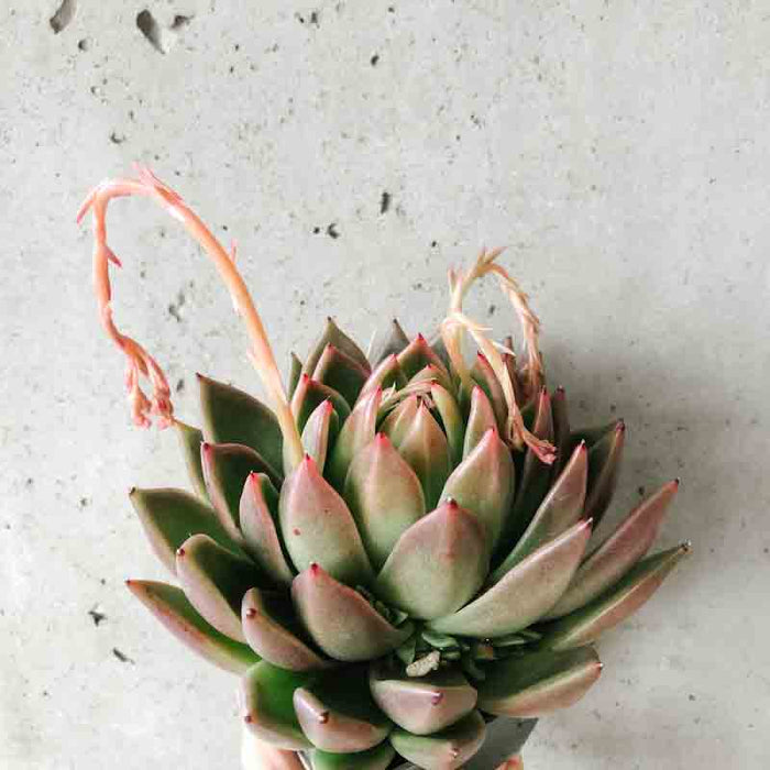 echeveria miranda succulent Echeveria Miranda – VI Plant Shop