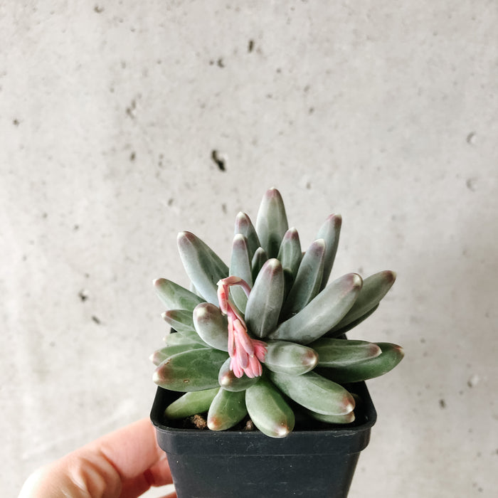 Pachyphytum Compactum