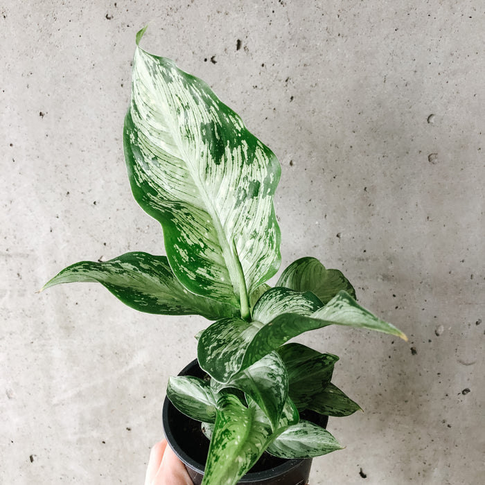 dieffenbachia maculata tropical tiki Dieffenbachia Tiki – VI Plant Shop