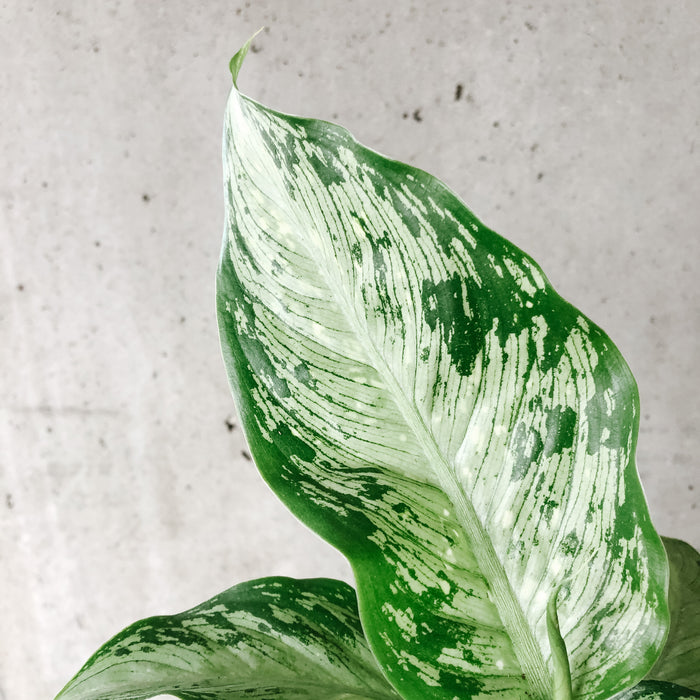 dieffenbachia tiki Dieffenbachia Tiki – VI Plant Shop