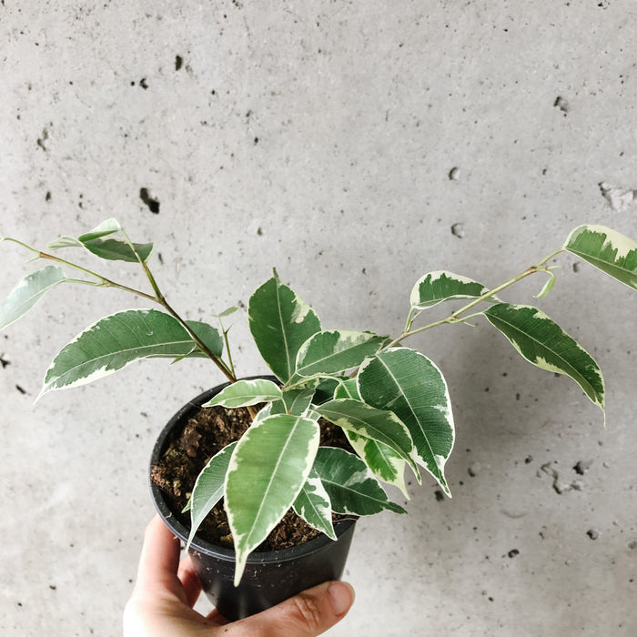 Variegated Ficus Benjamina