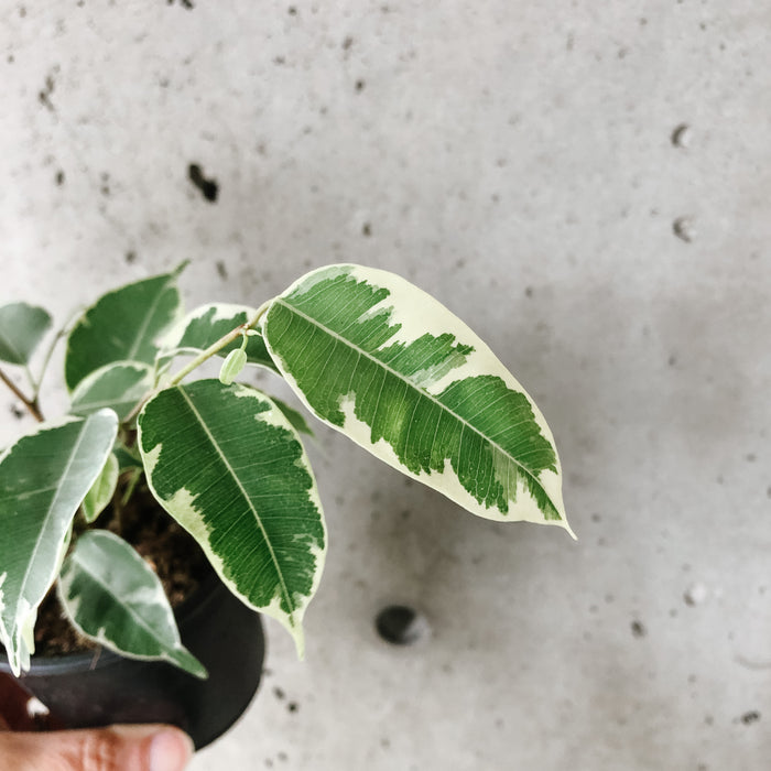 Variegated Ficus Benjamina