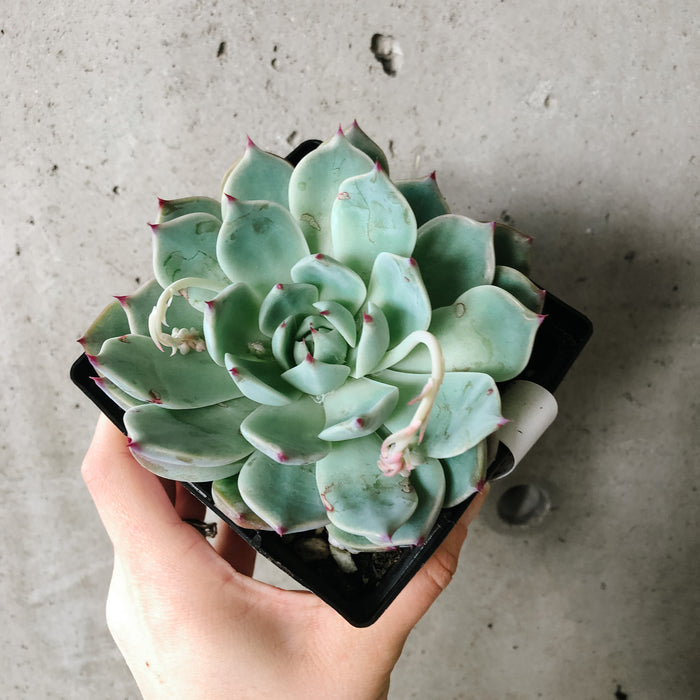 parva succulent Echeveria Parva – VI Plant Shop