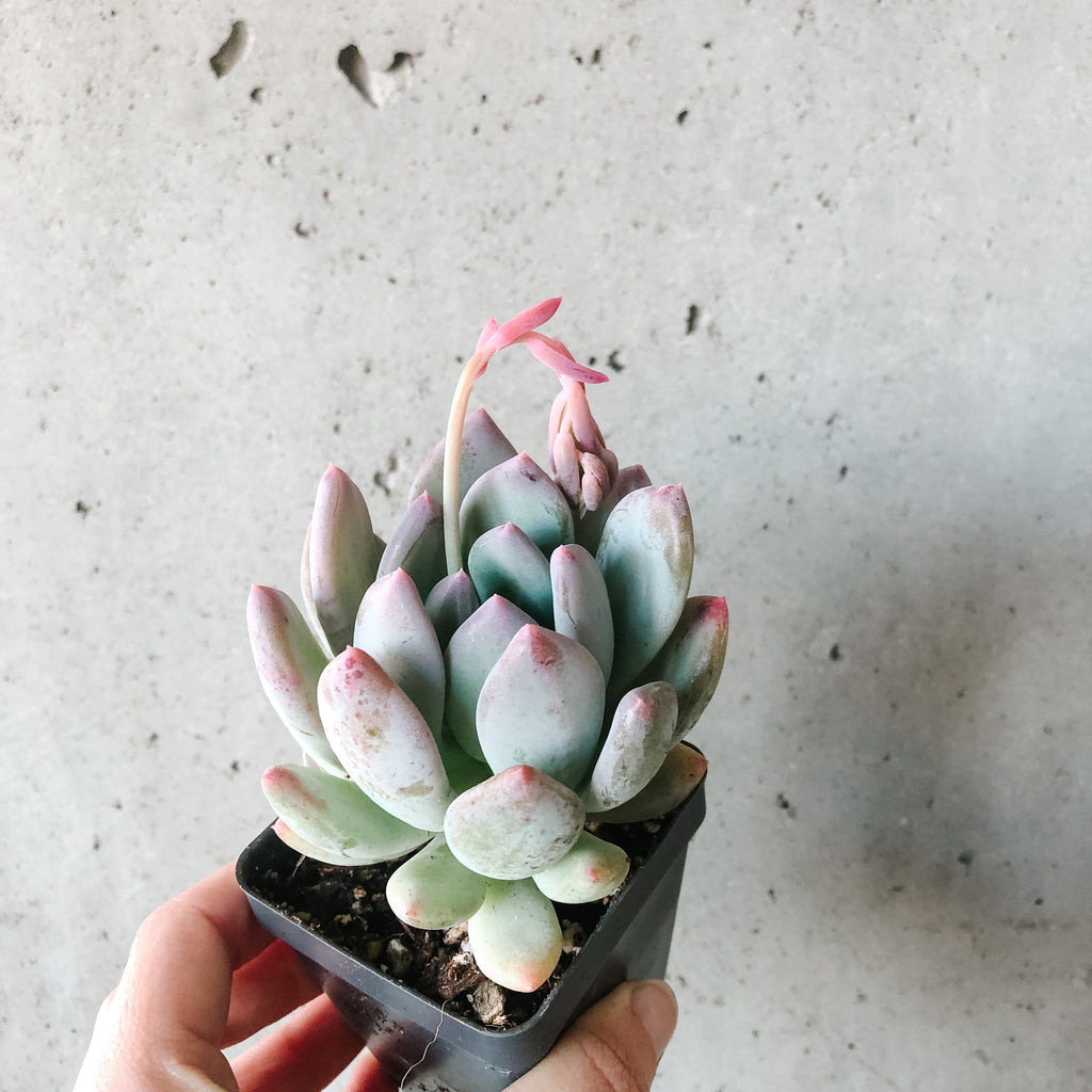 scheideckeri succulent Echeveria Scheideckeri – VI Plant Shop
