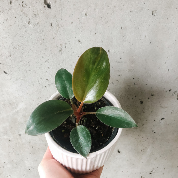 Philodendron Rojo Congo