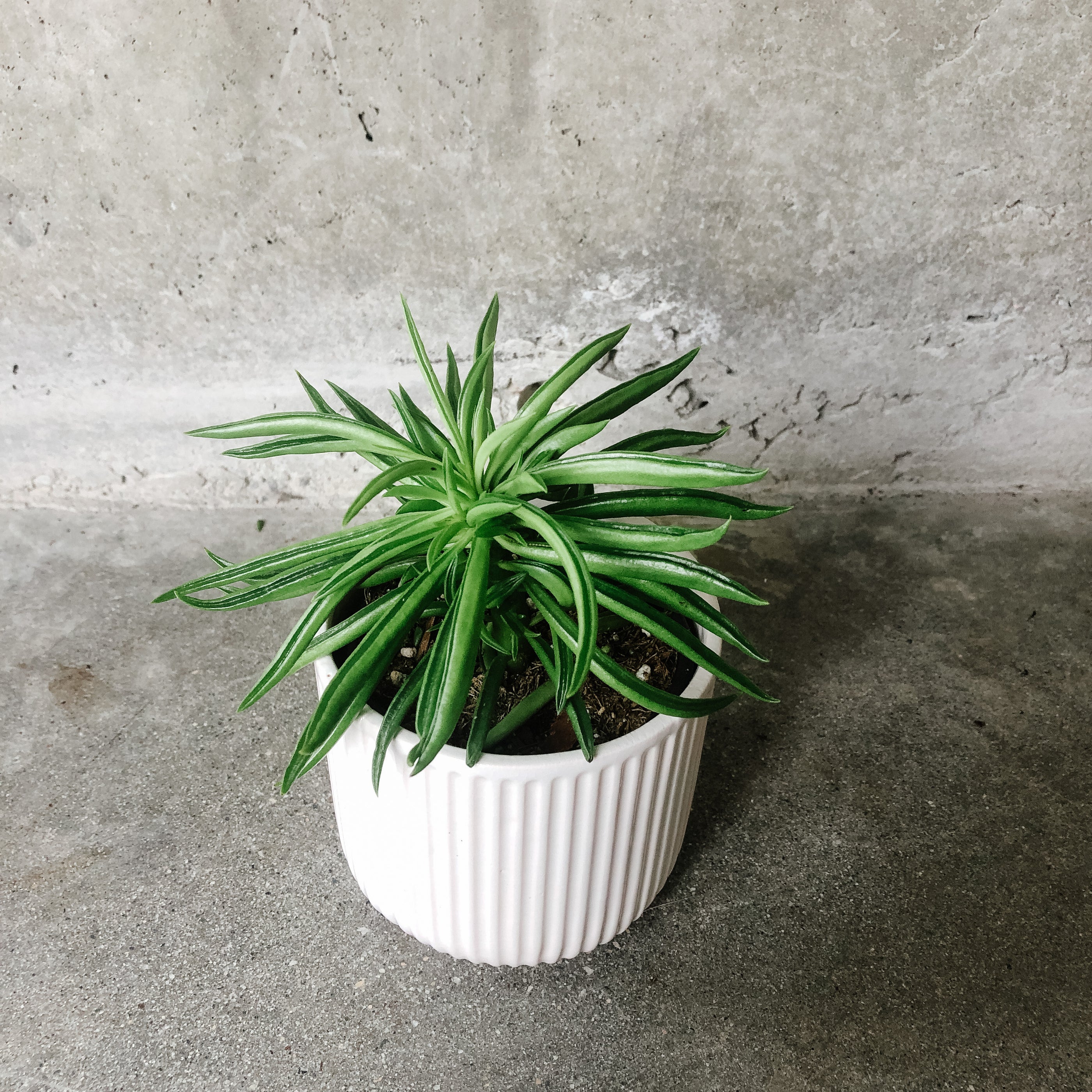 Peperomia Happy Bean Zimmerpflanze - 15-25cm Im Topf, Luftreinigend