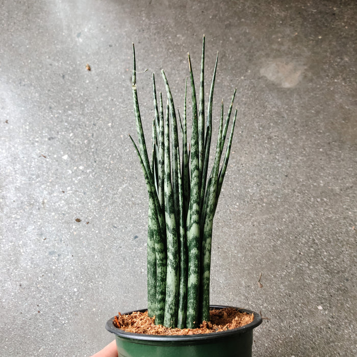 Fernwood Snake Plant