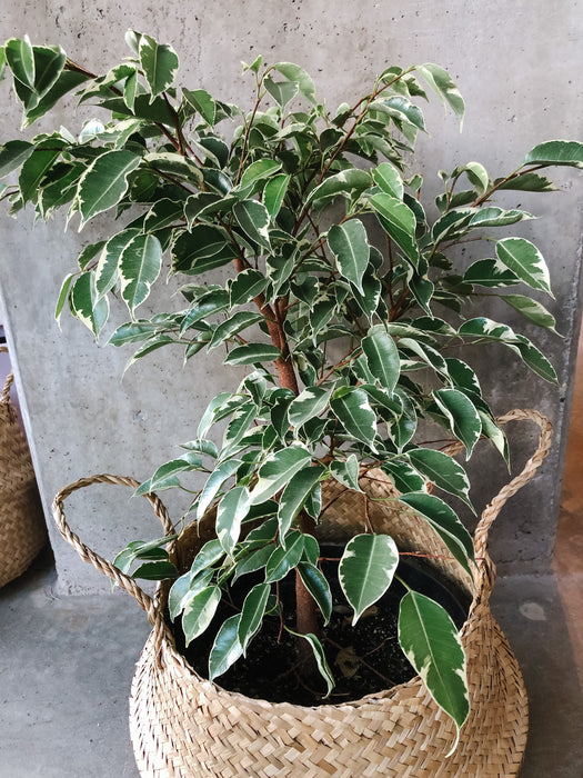 Variegated Ficus Benjamina