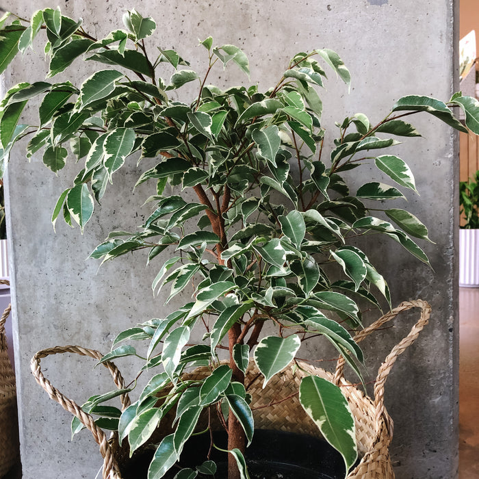 Variegated Ficus Benjamina