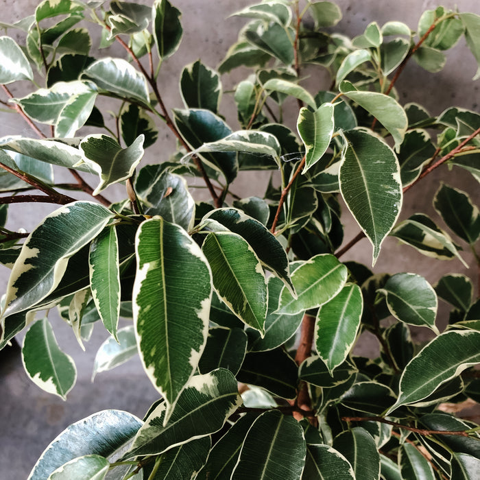 Variegated Ficus Benjamina