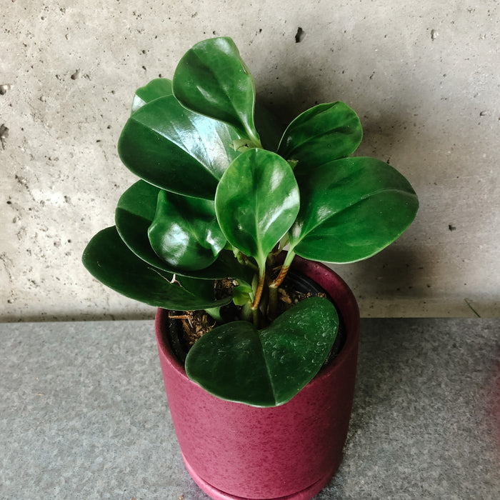 Peperomia Lemon Lime