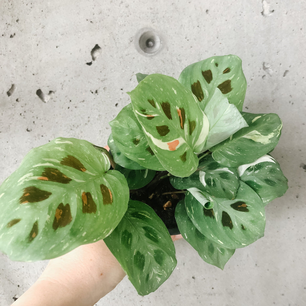 maranta leuconeura raspberry variegata Variegated Maranta – VI Plant Shop
