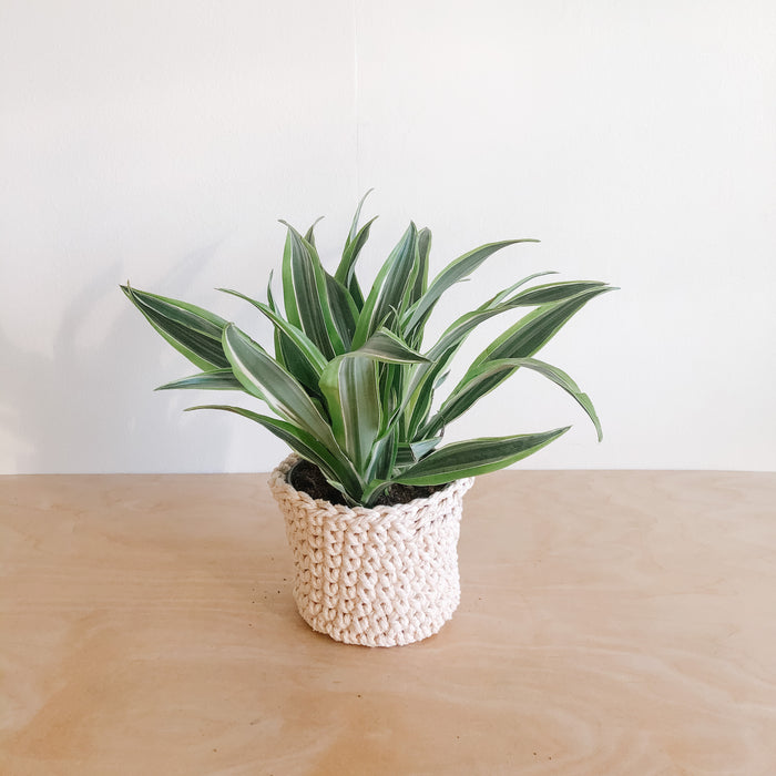 Dracaena Lemon Lime