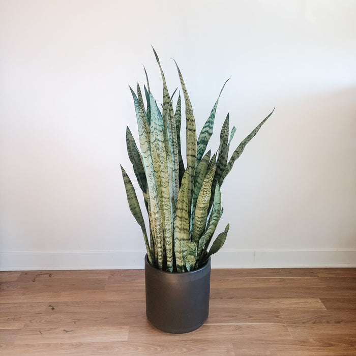 Snake Plant