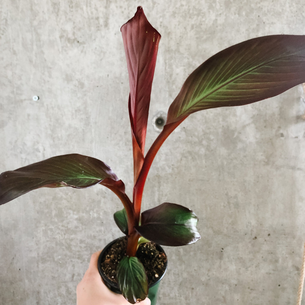 blood banana plant care indoor Red Banana Plant – VI Plant Shop