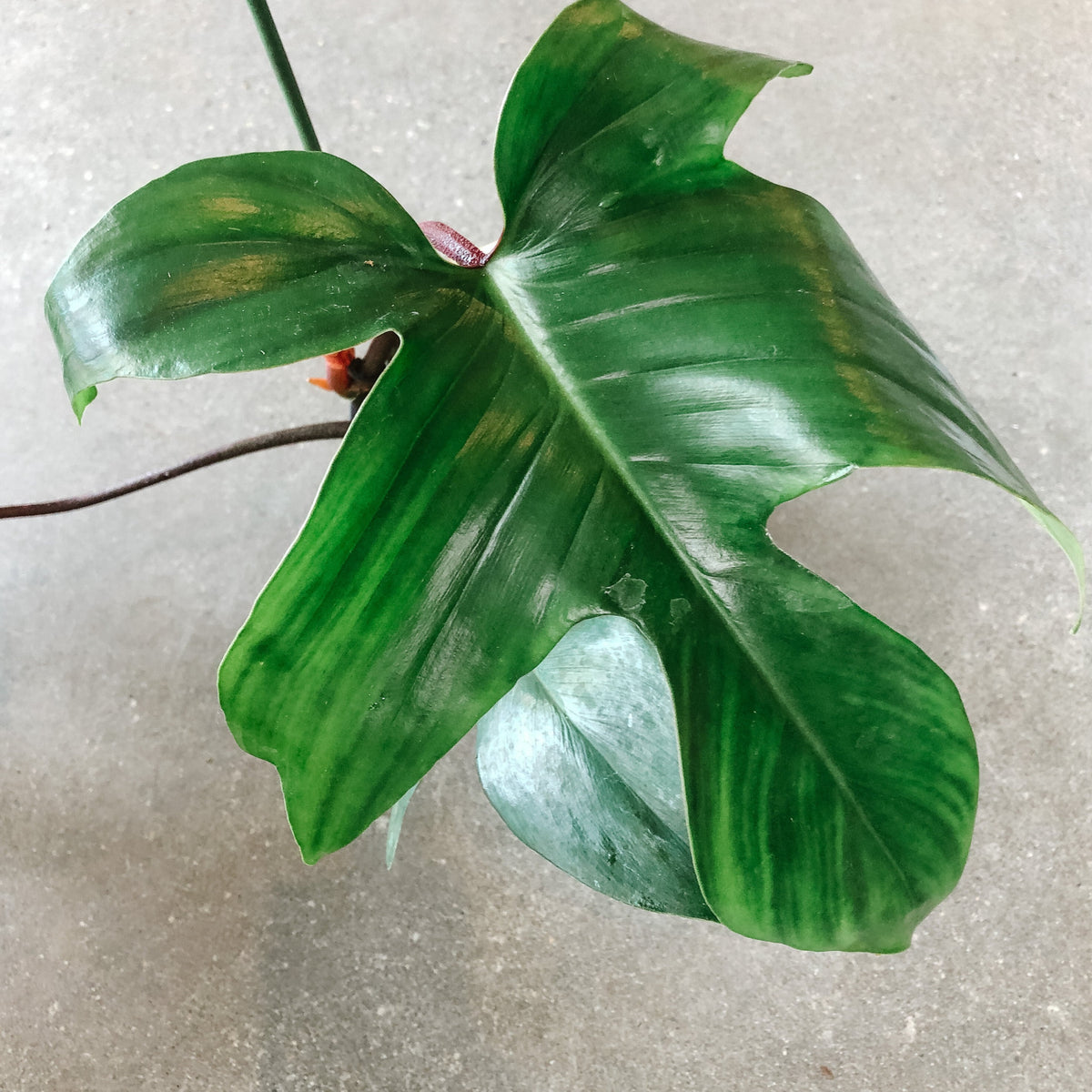 red rudolph philodendron Philodendron Rudolph – VI Plant Shop