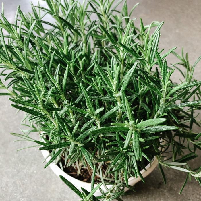 Edible Plants - Veggies, herbs, and fruits