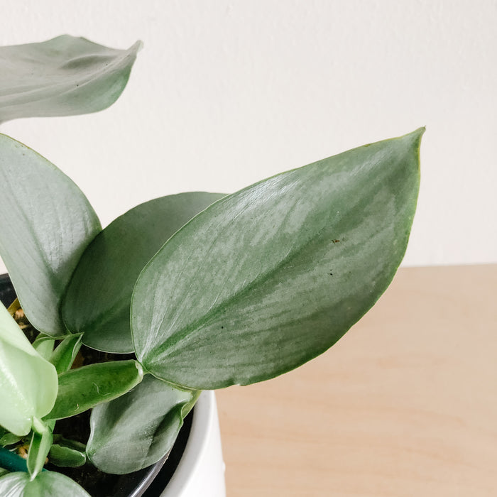 Philodendron Silver Sword