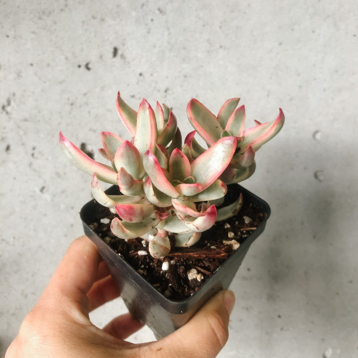 candy cane succulent planet desert Crassula Candy Cane – VI Plant Shop