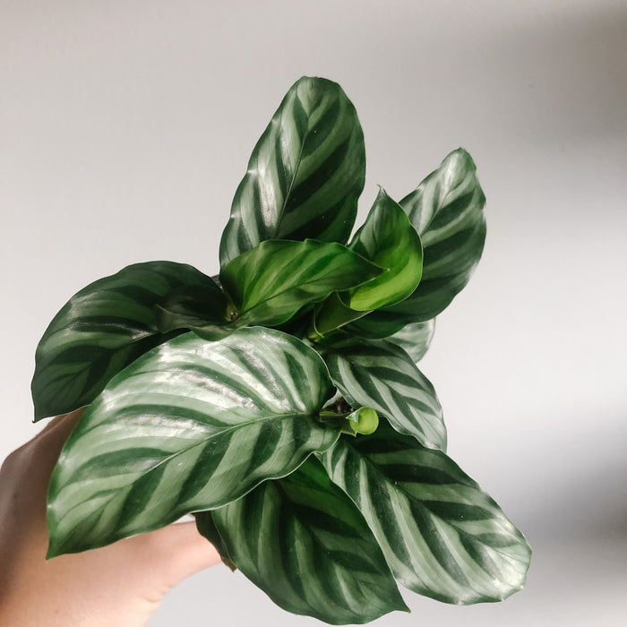 Calathea Freddie