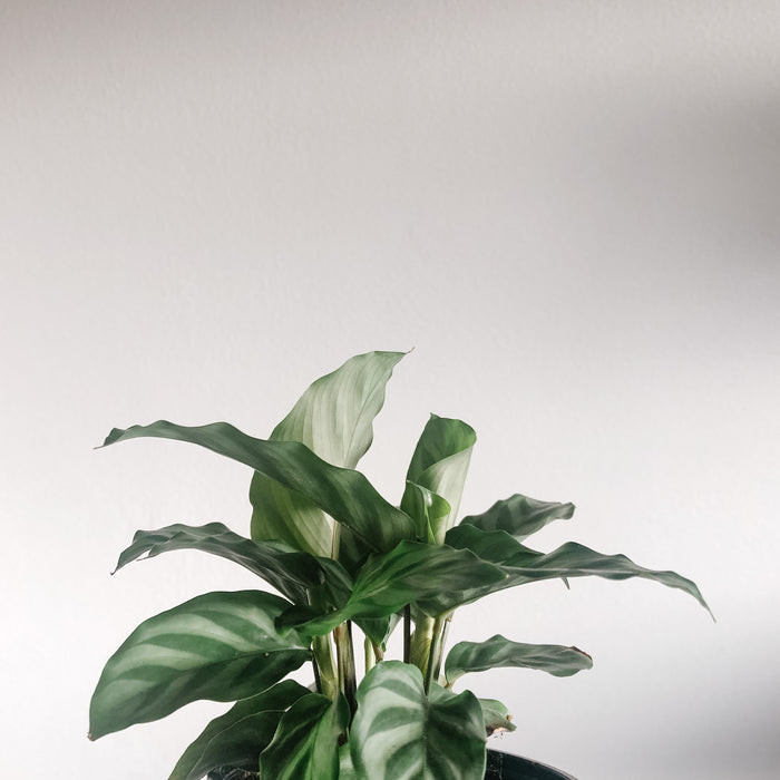 Calathea Freddie