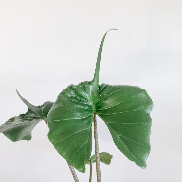 Alocasia Stingray